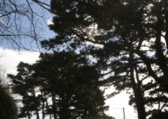 Pine trees mark the boundary.